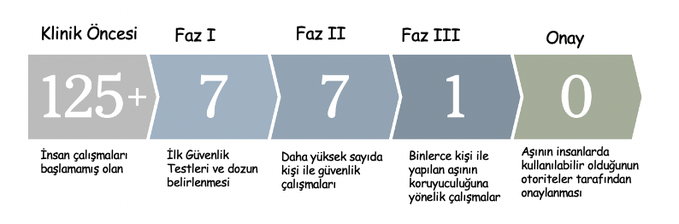 koronavirüs aşı geliştirme takvimi