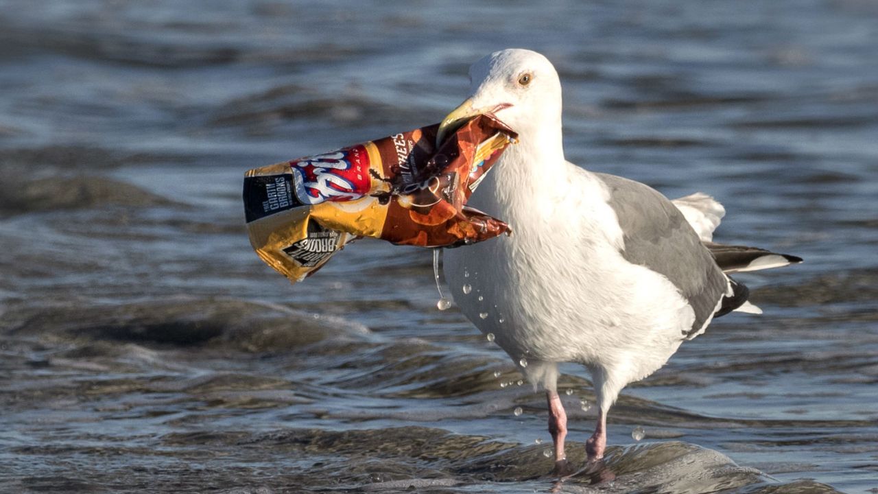 plastik kirliliği, martı, plastik