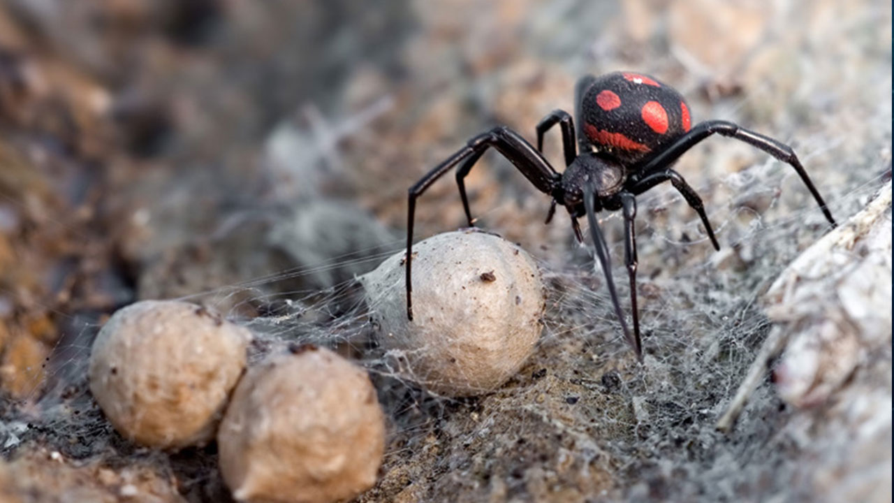 Örümcekler, Neden Kendi Ağlarına Yakalanmazlar? - Webtekno
