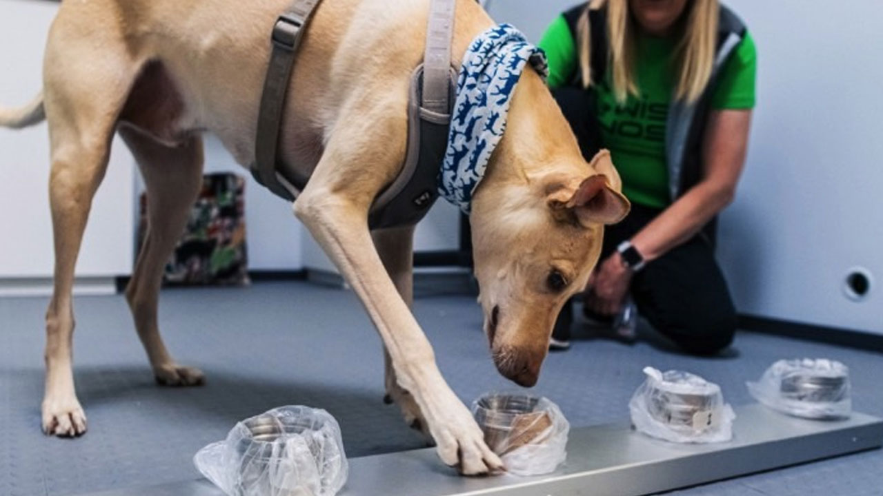 Köpekler, COVID-19 Tespitinde Resmen Kullanılmaya Başlandı (%100 Doğruluk Payıyla)