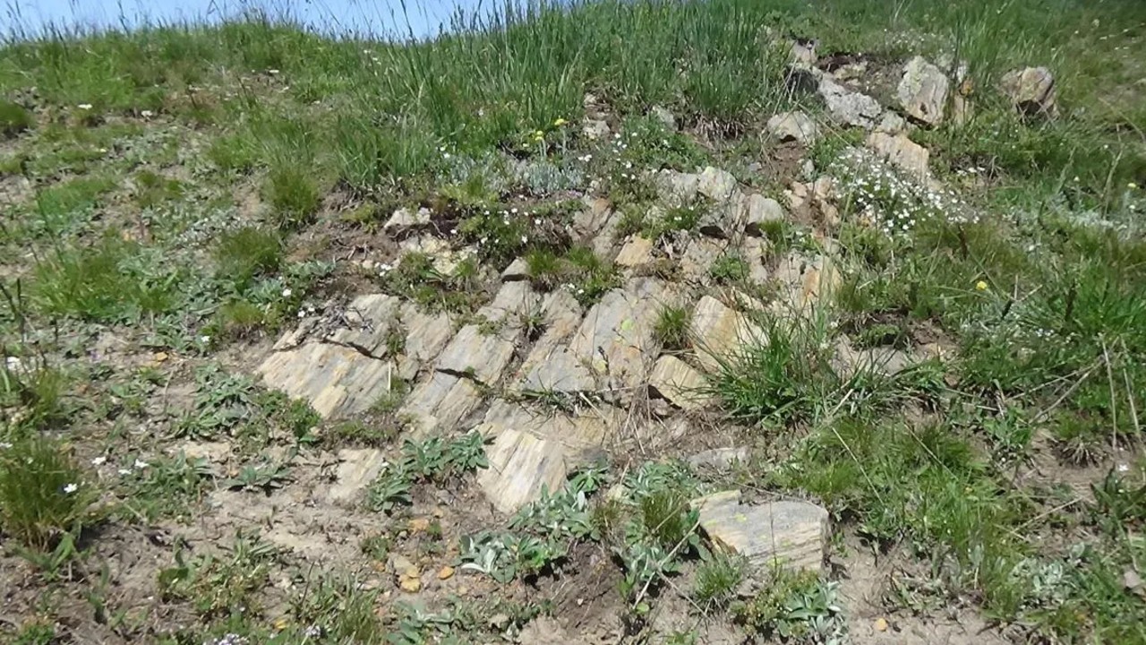 Gümüşhane’de Dinozorların Yaşadığı Jura Dönemine Ait Fosiller Bulundu