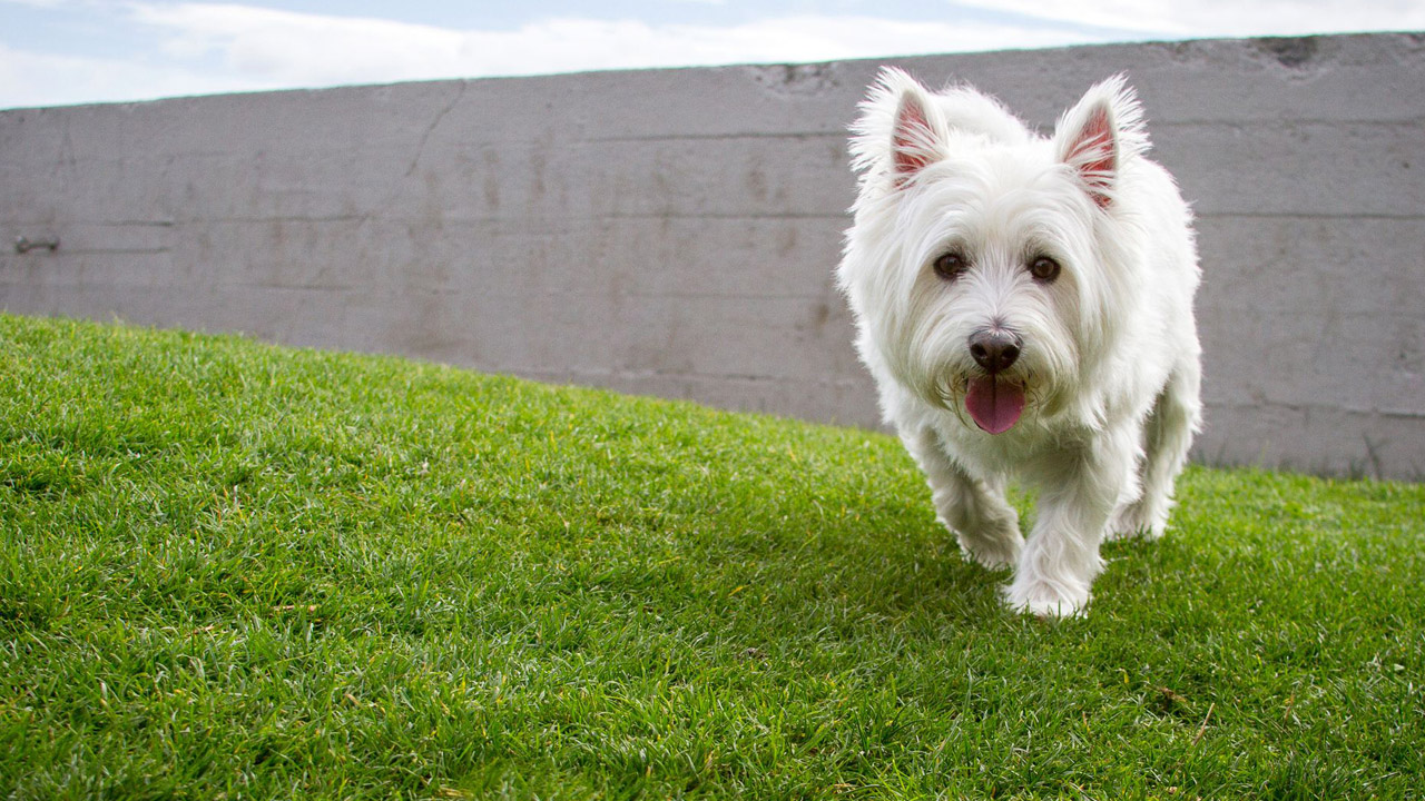 Yeni Bir Araştırmaya Göre Küçük Köpekler, Büyük Köpeklerden Daha Agresif