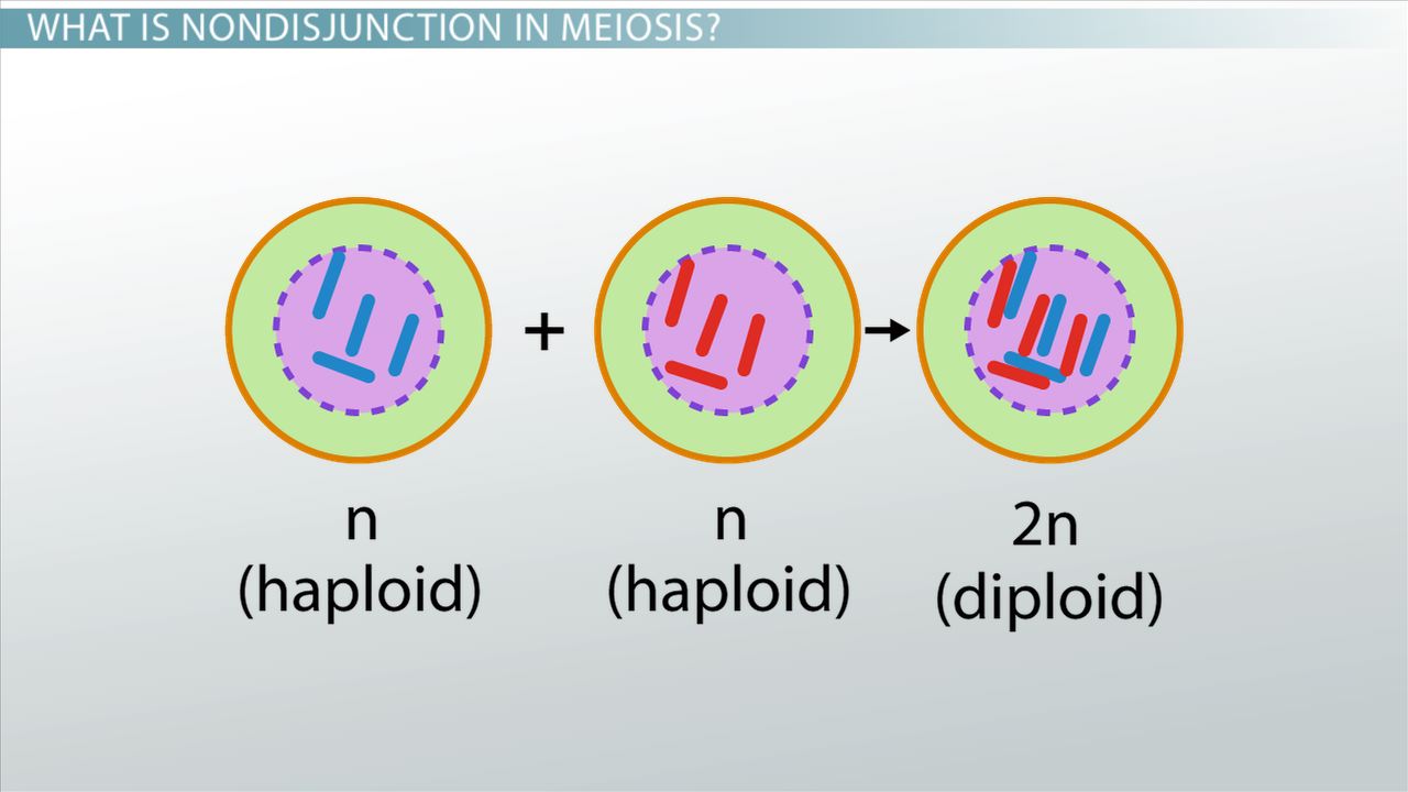 haploid diploid