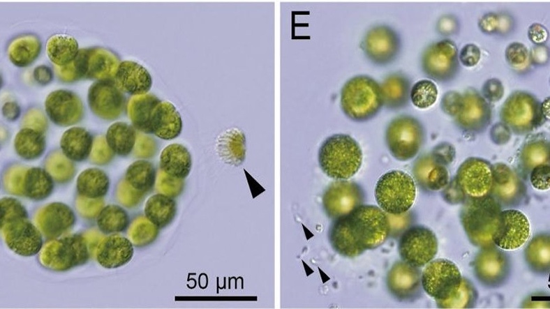 Bilim İnsanları, Üç Cinsiyete Sahip Bir Alg Türü Keşfetti