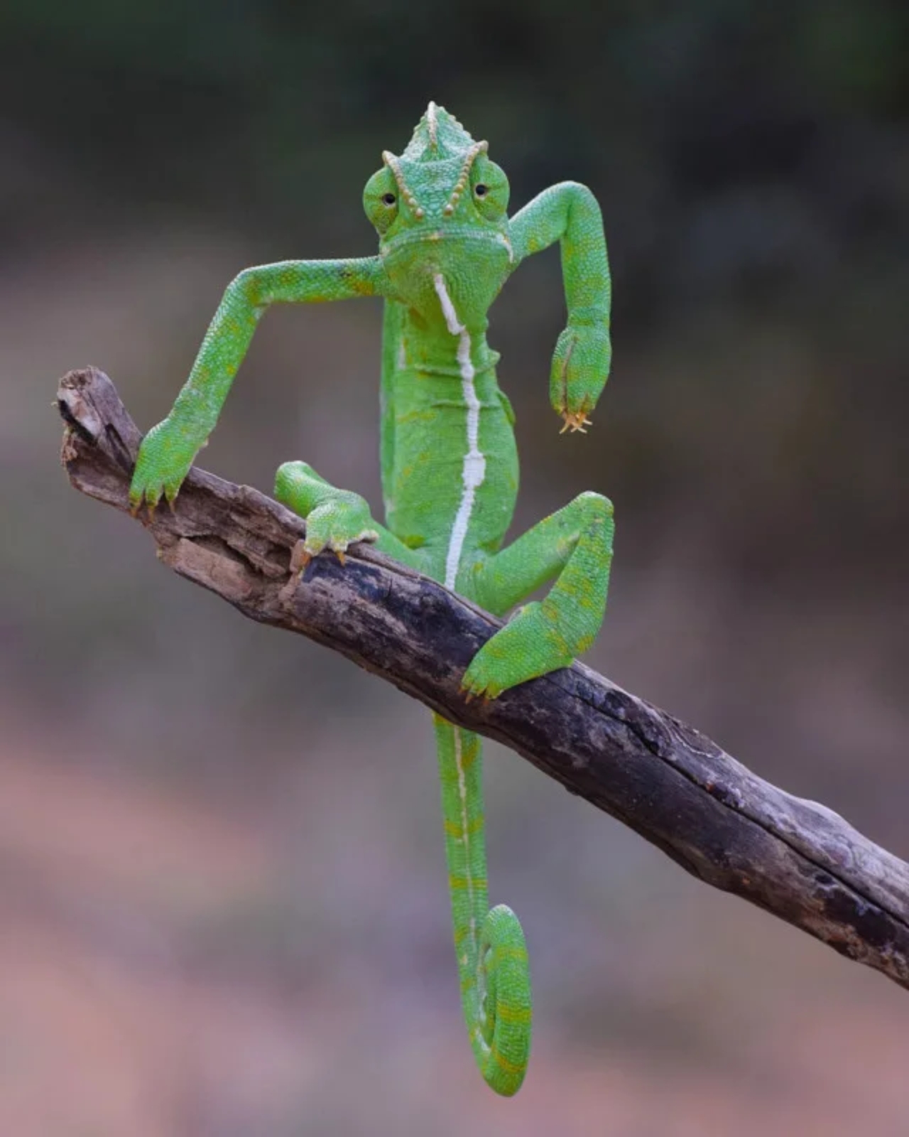 iguana