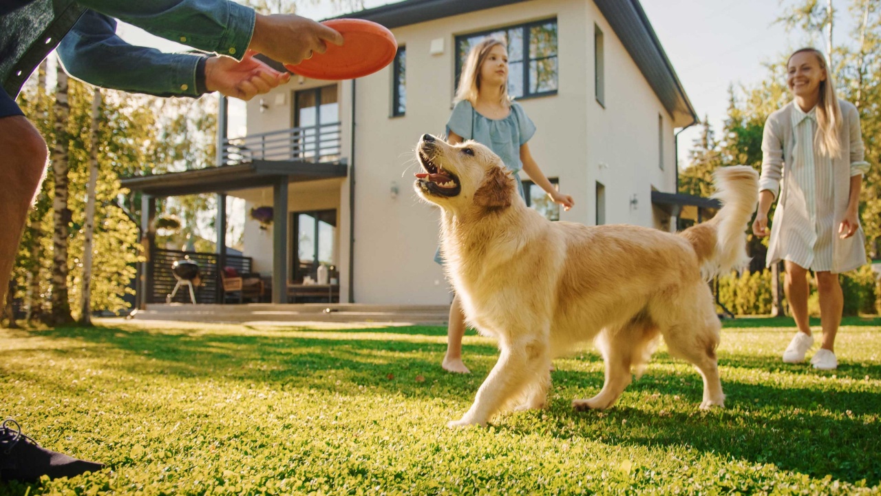 Sadece Sevmek Yetmez: Köpek Bakımıyla İlgili Herkesin Bilmesi Gereken 9 Önemli Bilgi