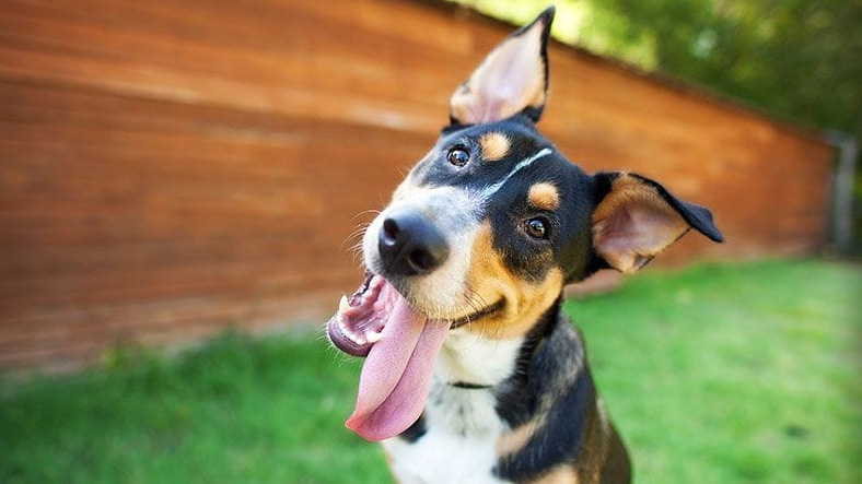 Köpeklerin İnsanları Dinlerken Başlarını Neden Sağa Sola Yatırdığı Araştırıldı: Sonuçta Bilim İnsanları da Bakakaldı