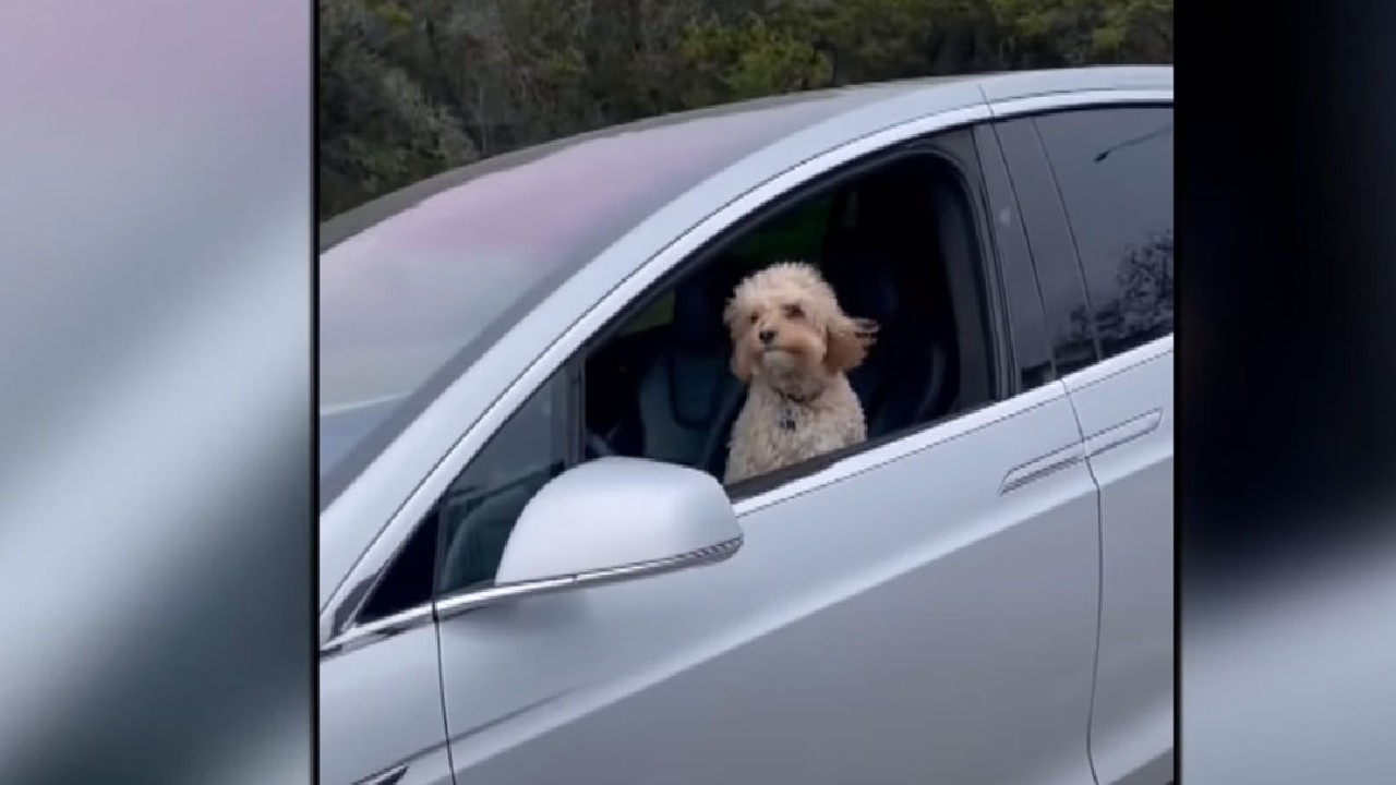 Ehliyeti Veterinerden Almış: Bir Köpek, Tesla’nın Sürücü Koltuğunda Görüntülendi (Video)