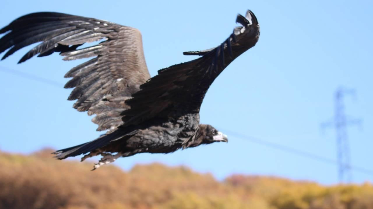 vautour noir