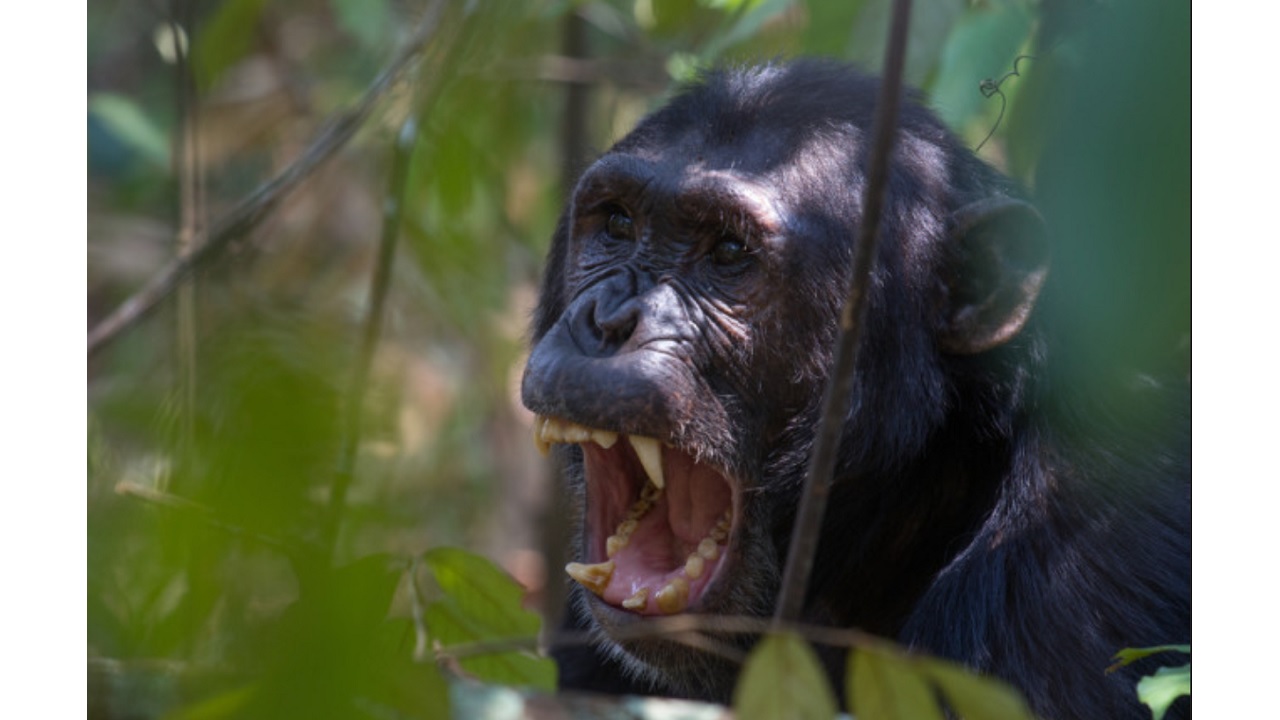 chimpanzé de guerre de Gombe