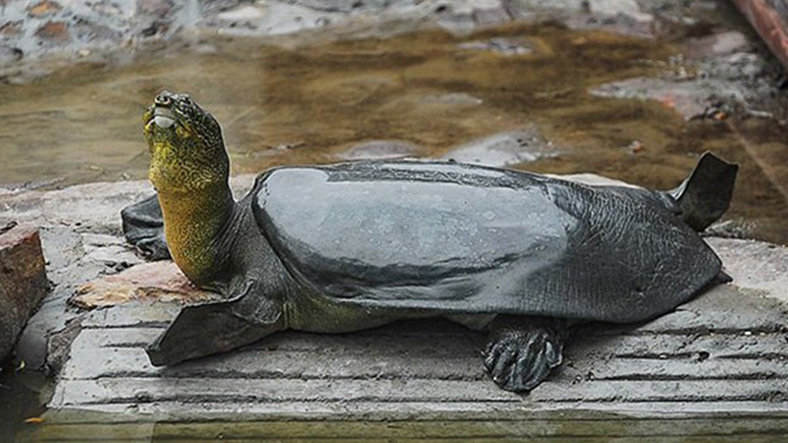 Dinozorları Yok Eden Meteorun Bile Öldüremediği Bir Antik Kaplumbağa Türü Keşfedildi