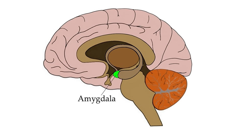 amigdala