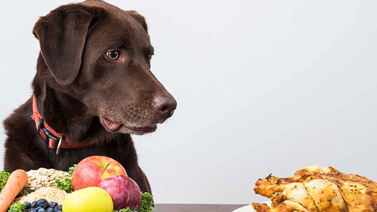 Vegan Tartışmalarını Arşa Çıkaracak Araştırma: Vegan Beslenen Köpekler Daha Sağlıklı Oluyor…