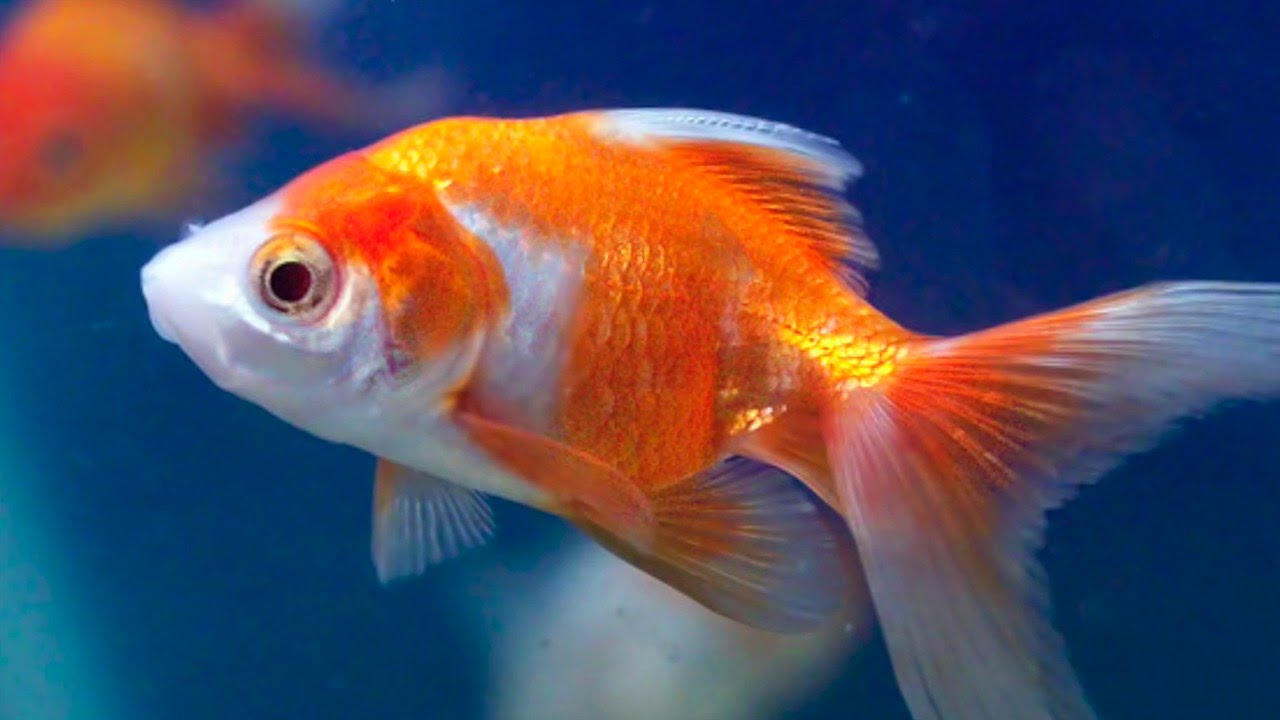 Japon Balığı Bakımı Nasıl Yapılır? İşte Tüm Bilgiler - Webtekno