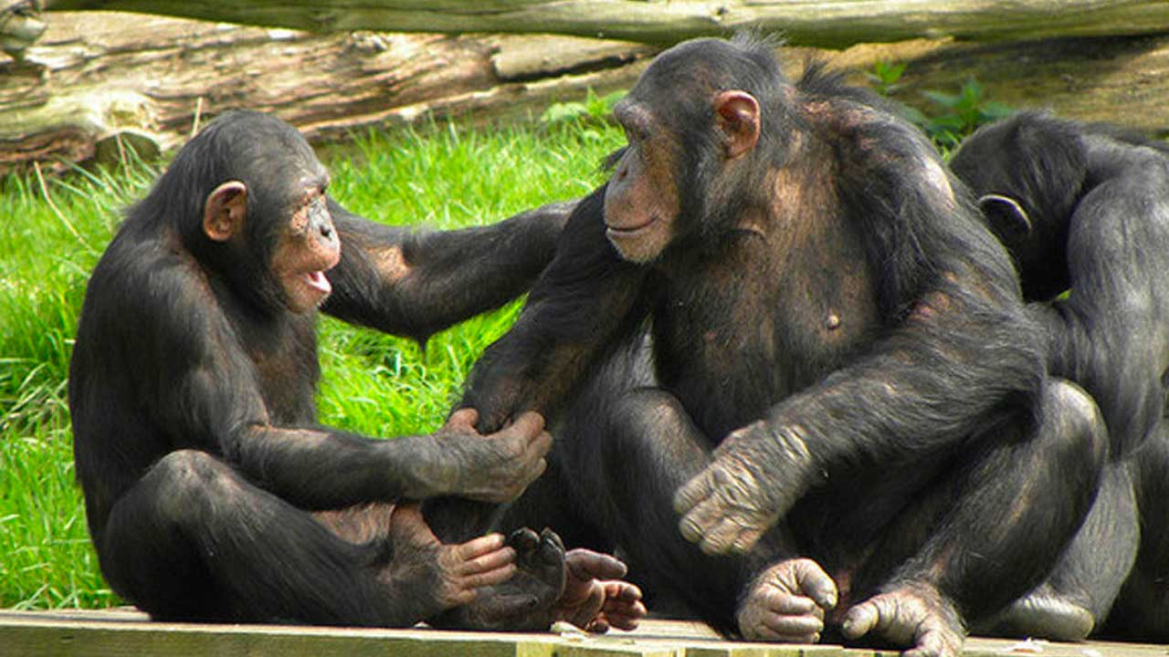 chimpanzee speech