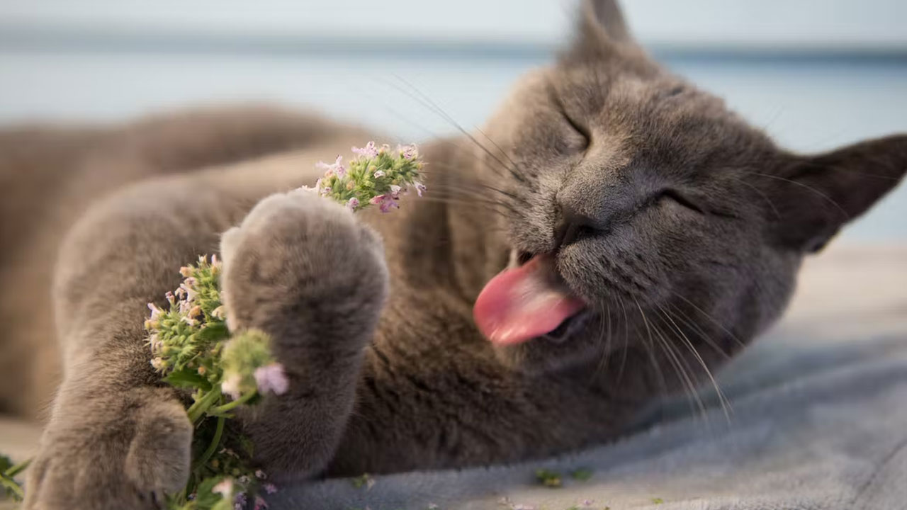 Kedilerin ’Kedi Otunu’ Neden Çılgınlar gibi Sevdikleri Açıklandı: Tamamen Zevk Meselesi