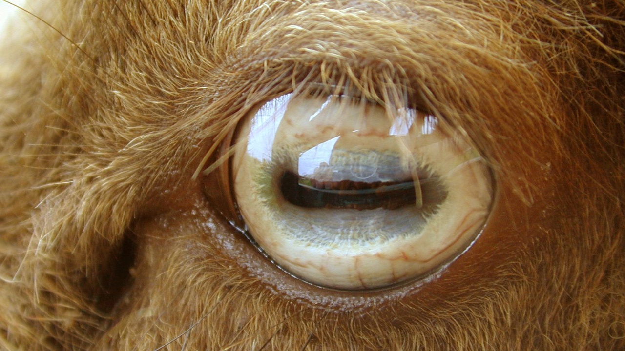 goat eye