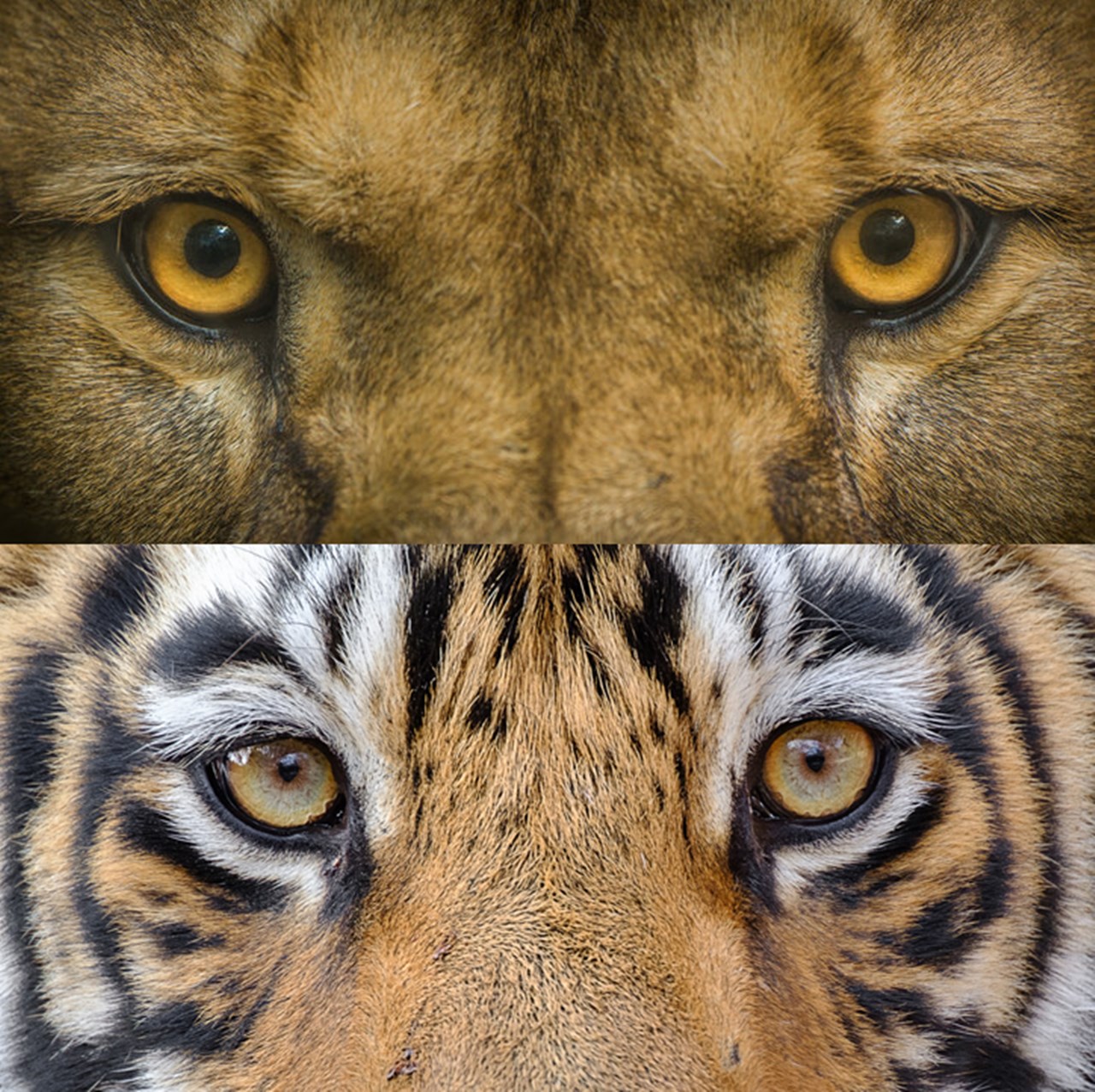 Lion Tiger
