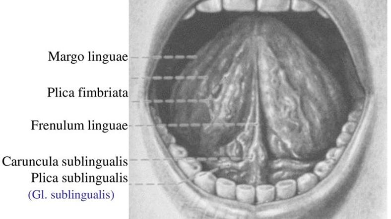 Dilin Altındaki Doku Büyümesi Plica Fimbriata Nedir? HABERVARHABER