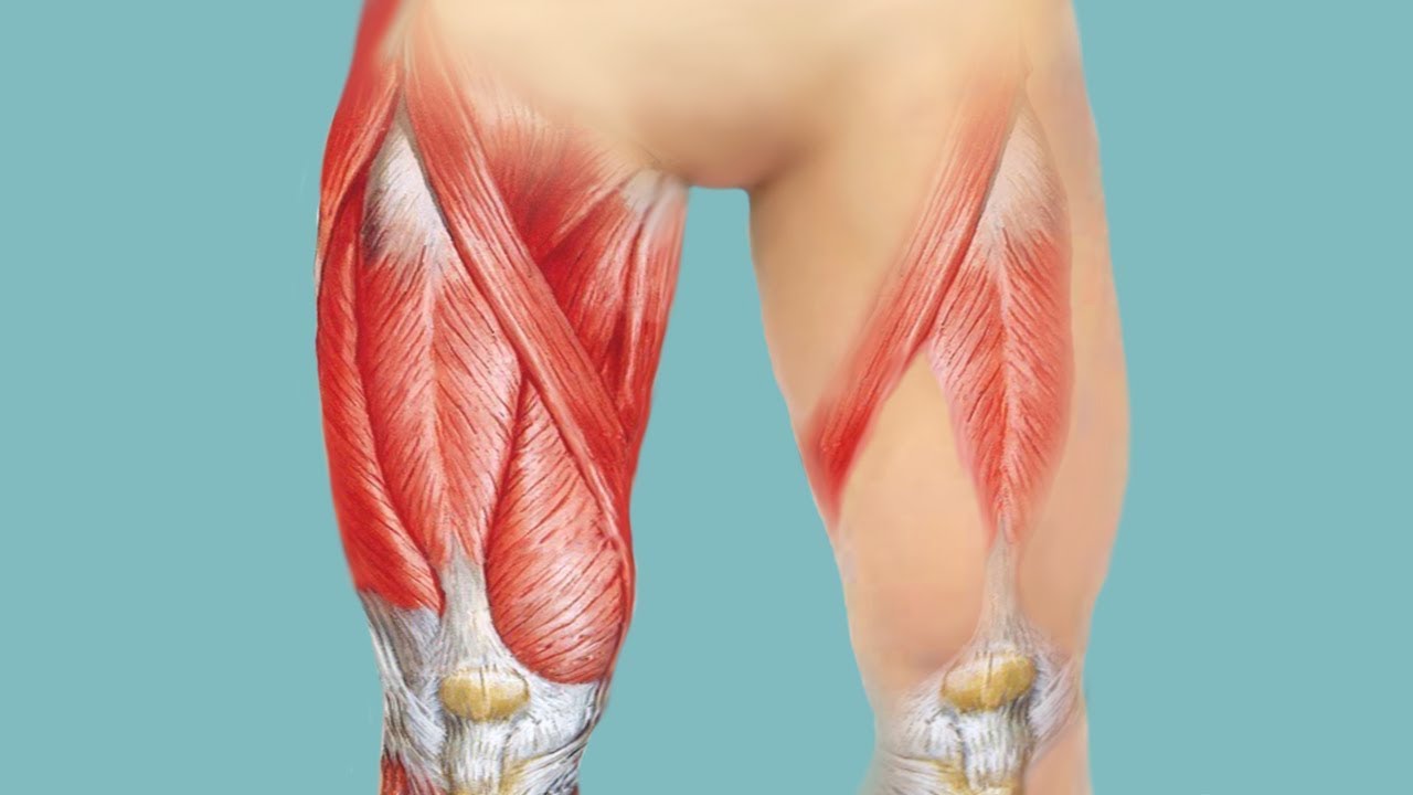 muscle quadriceps 