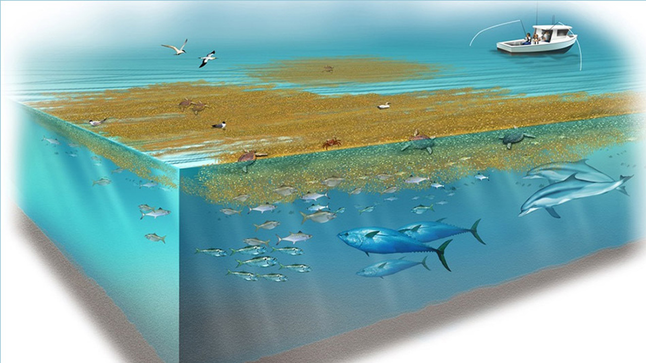 Sargasso Sea ecology