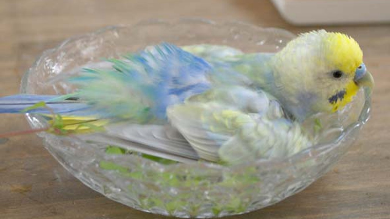 bain d'oiseau
