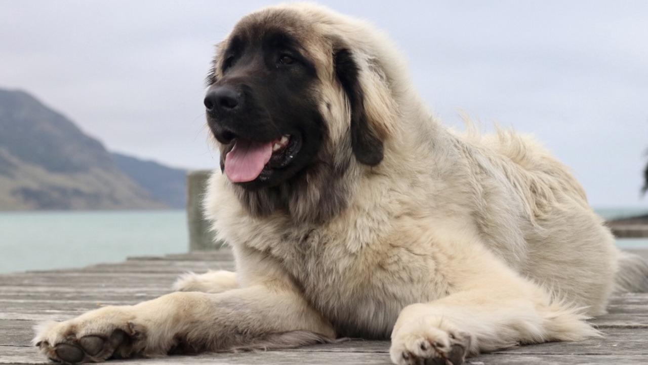 Leonberger