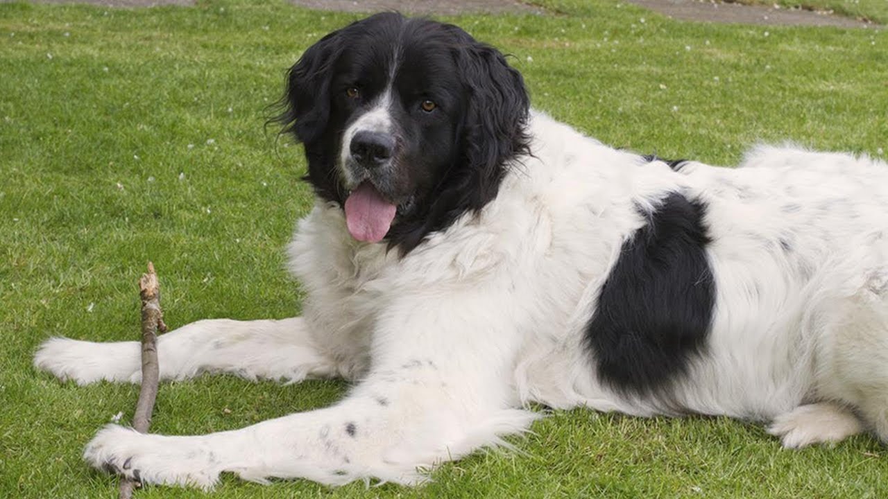 Landseer 