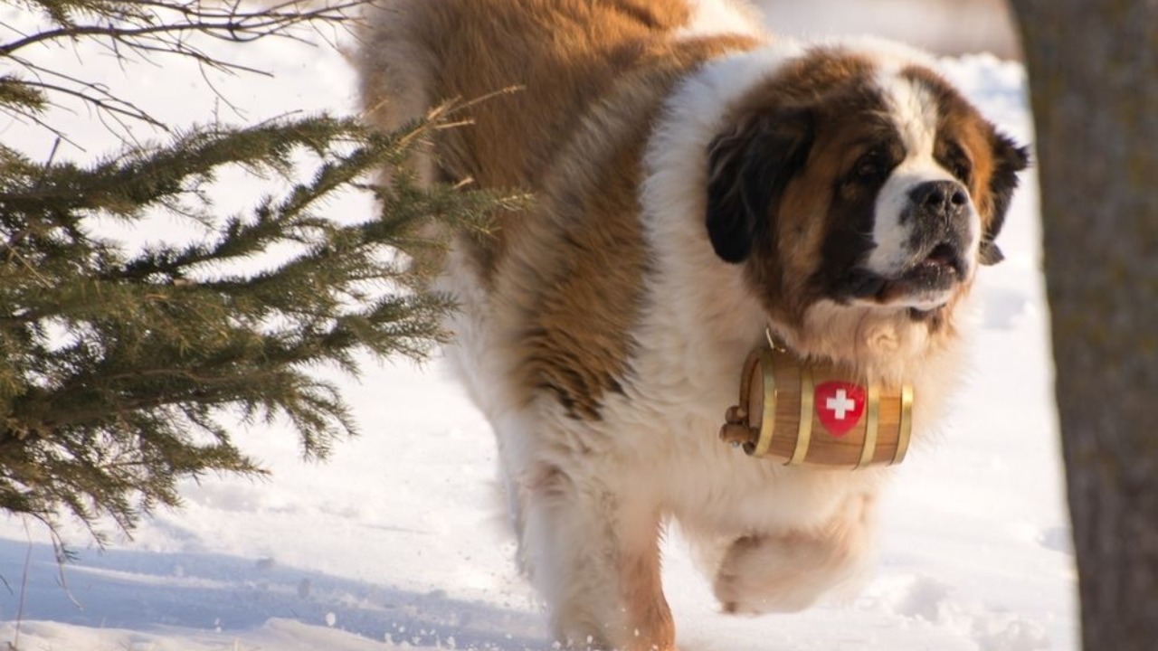 saint bernard