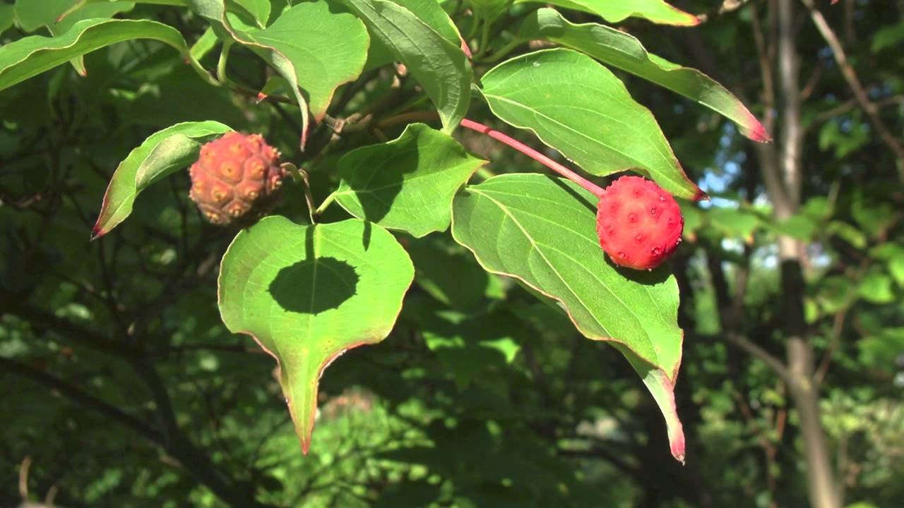 Cornus Kausa