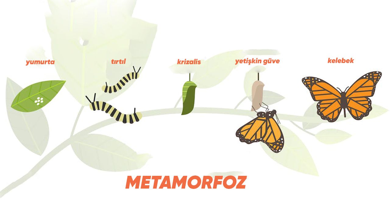 metamorphosis