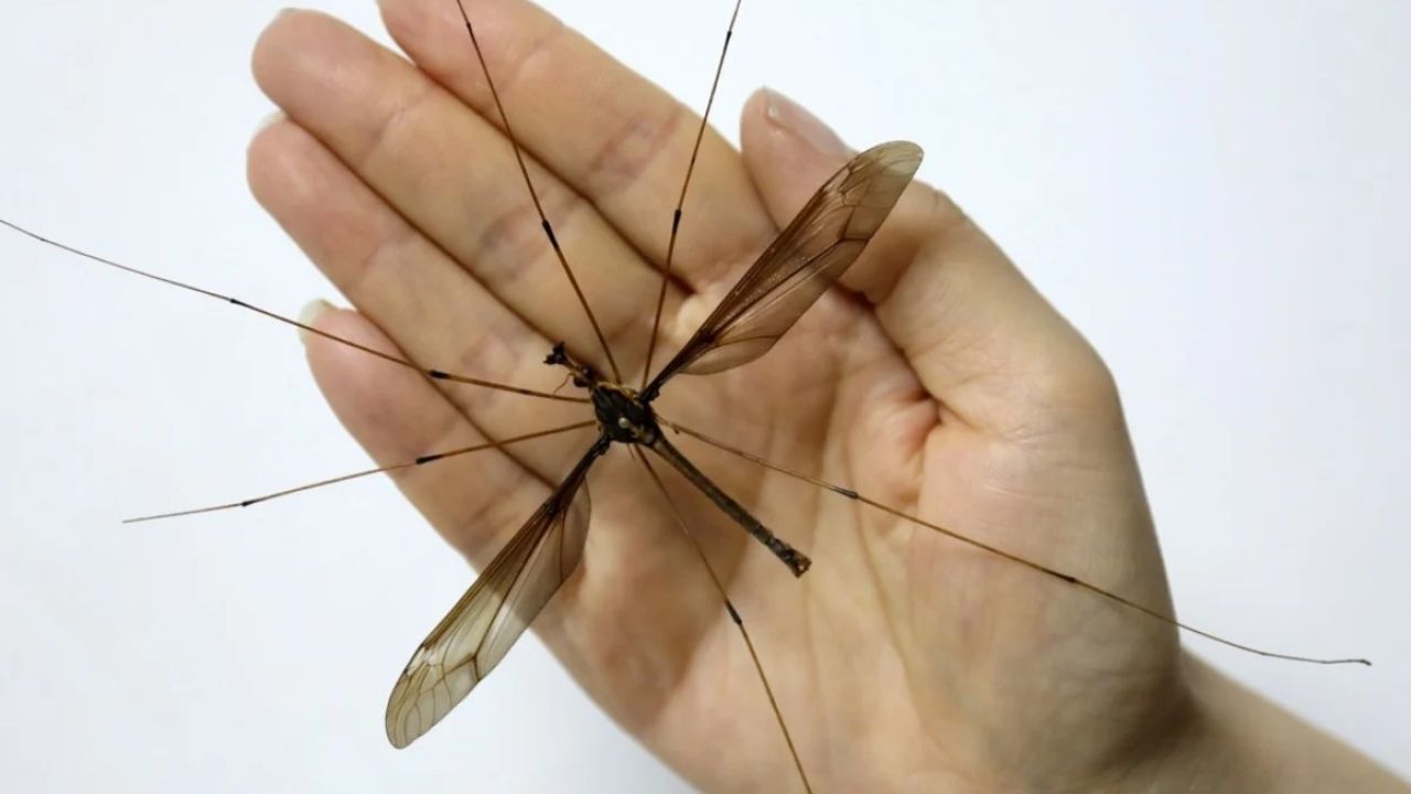 The Biggest Mosquito