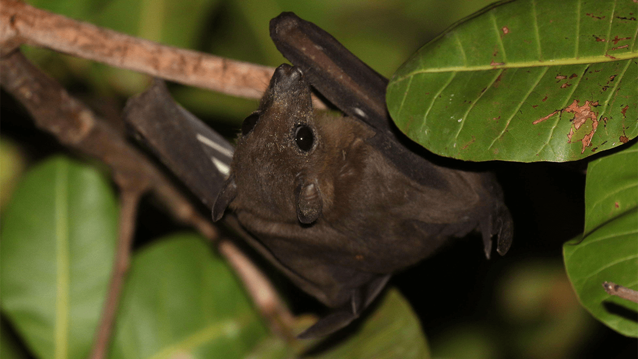 fruit bat 