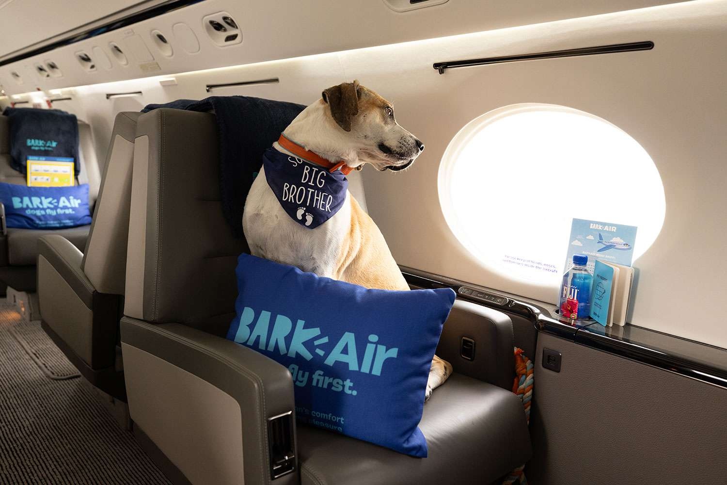 Tüylü Dostlarımızı Özel Jetle Taşıyan Köpeklere Özel Havayolu "BARK Air"la Tanışın: Bir Bilet Yaklaşık 200 Bin TL!