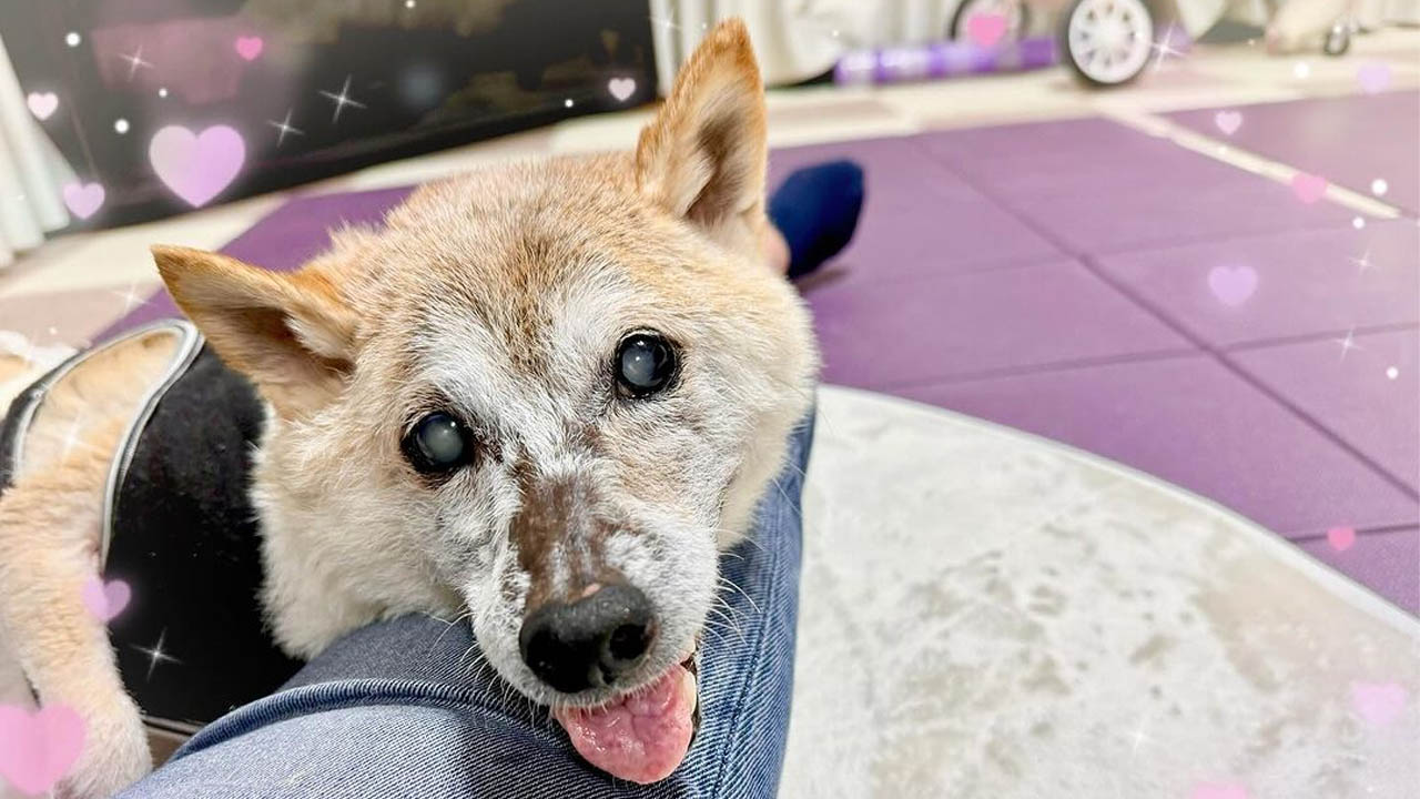 DOGE, SHIB, FLOKI ve Daha Pek Çok Memecoin’in Maskotu Köpek "Kabosu" Hayatını Kaybetti