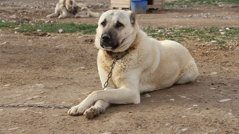 Kangal