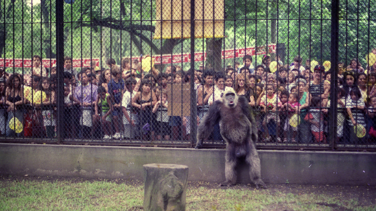 Macaco Tião BAŞKANLIK SEÇimi