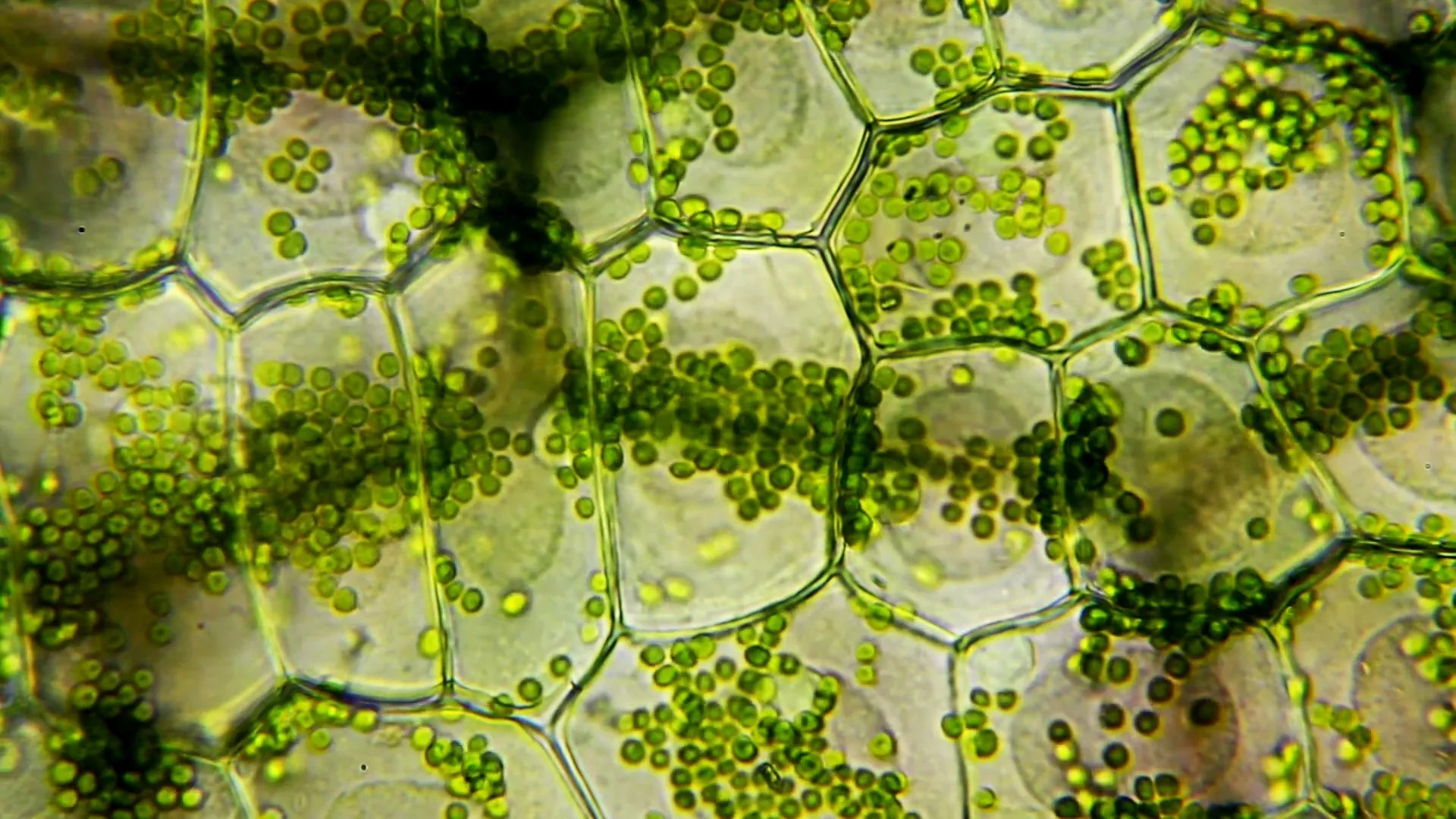 alg