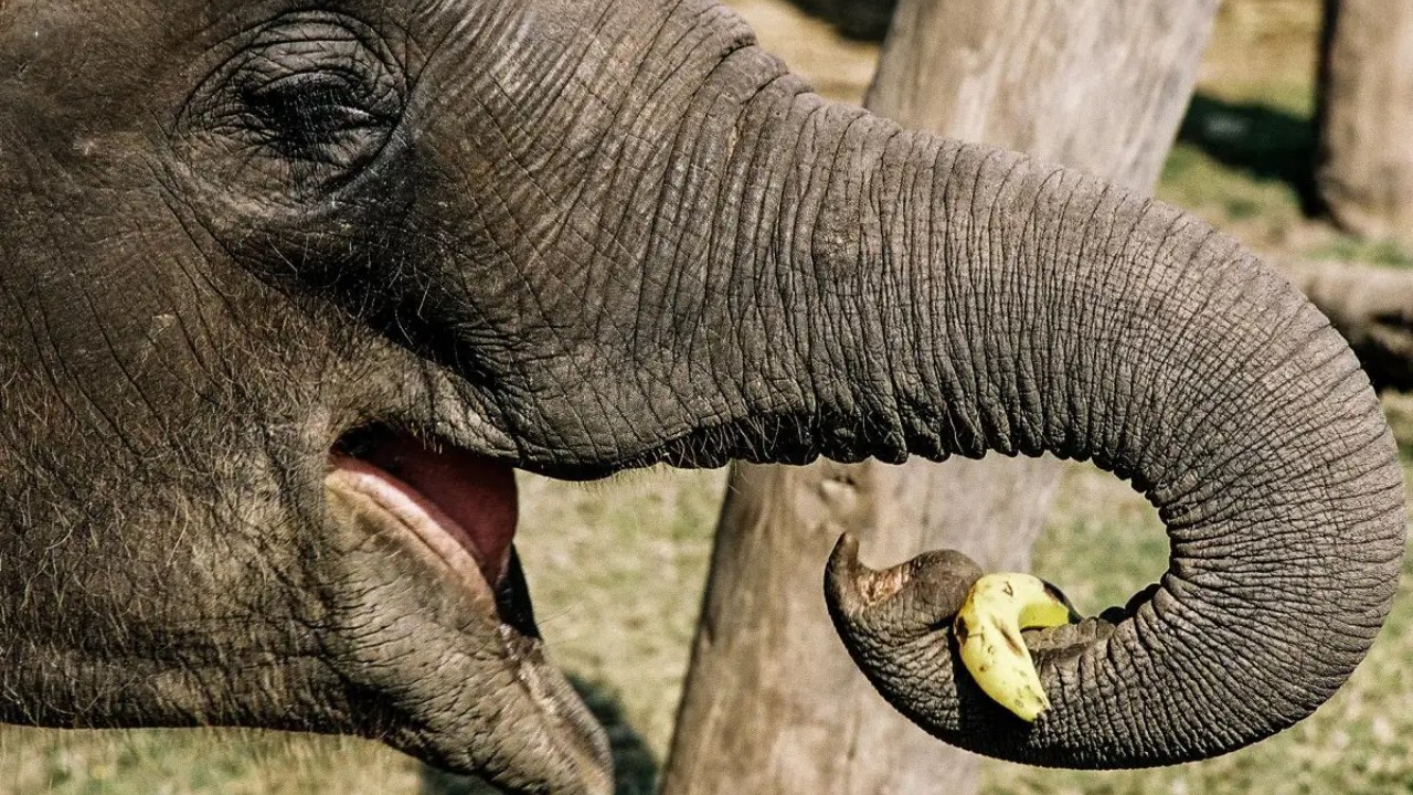 Fillerin Hortumlarının Sahip Olduğu Gücü Öğrenince Küçük Dilinizi Yutacaksınız: 350 Kilogramı Tek Seferde Kaldırabiliyorlar!