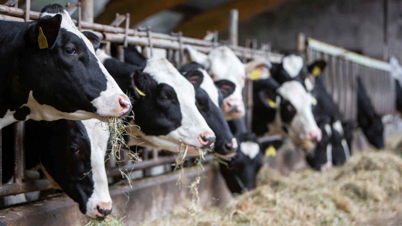 Laboratuvarlarda Üretilen Süt Ürünleri, İneksiz Bir Gelecek mi Demek? Bilimin Penceresinden Açıkladık