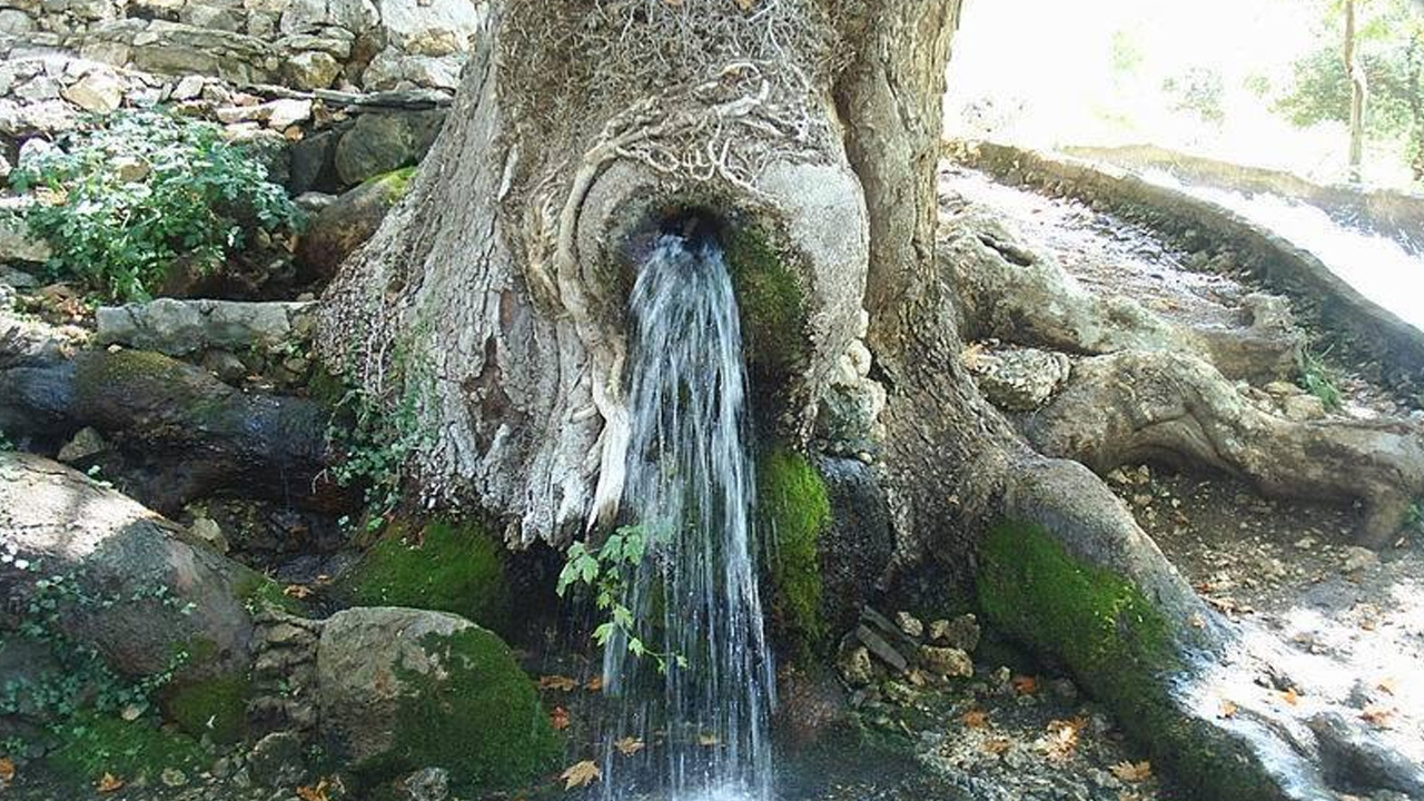 Hiç Foşur Foşur Su Akıtan Bir Ağaç Gördünüz mü? Mucize Gibi Duran Bu Ağaçların Sırrını Açıklıyoruz!