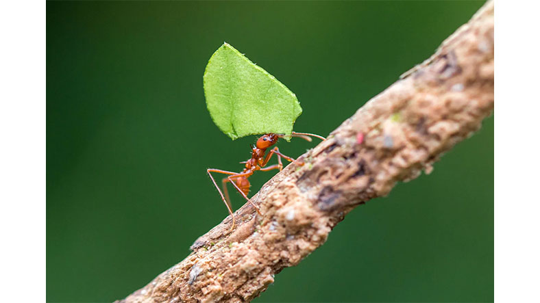 Küçücük Karıncalar Kendi Ağırlıklarından Katbekat Fazla Yükleri Nasıl Oluyor da Kaldırabiliyorlar?