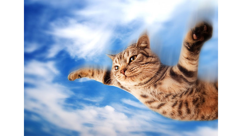 uçan kedi
