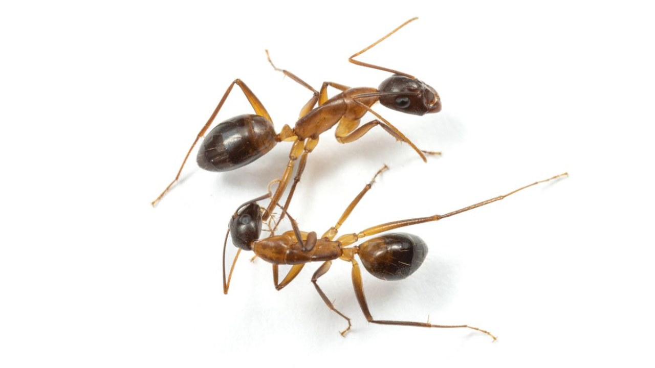 Karıncalar Birbirlerinin Bacaklarına Neden Koparacak Kadar Zarar Verir? Hayati Bir Sebebi Var!