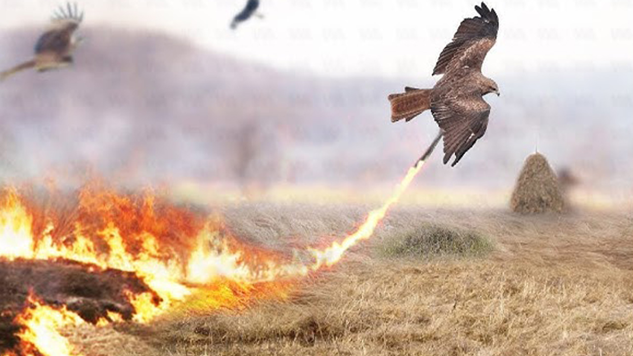 Sanki Kuş Değil Ejderha: Avustralya’daki Yangınlar Nasıl Oluyor da Bazı Kuşlar Tarafından Daha da Yayılıyor?