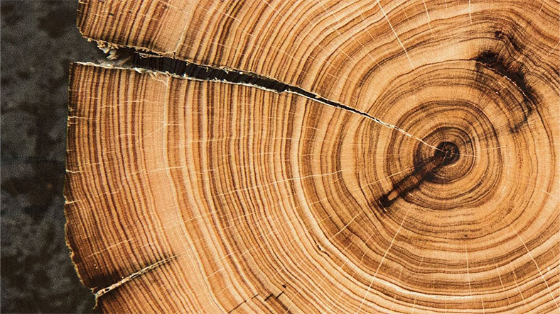 Ağaçların İçindeki Halkalara Bakarak İklim Değişikliği Hakkında Bilgi Edinmemiz Mümkün! İyi de Nasıl?