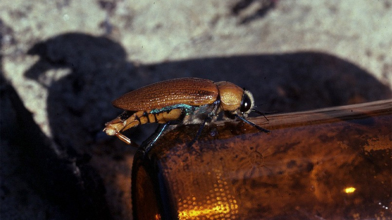 Bira Şişesiyle Çiftleştiği İçin Soyu Tükenmekte Olan Böceğin Trajikomik Hikâyesi