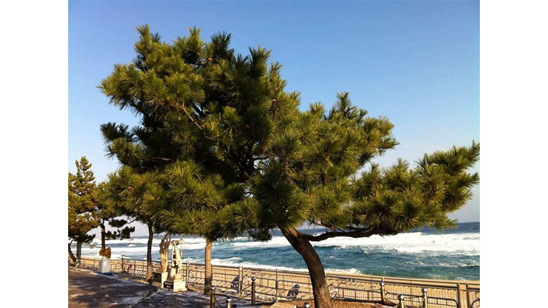 Deniz Kenarındaki Ağaçlar Neden Normal Ağaçlar Gibi Düz Değil de Eğik Olurlar?