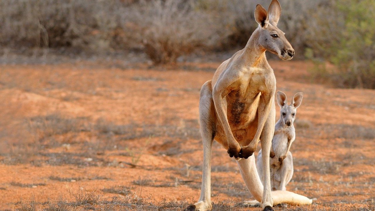 Kanguruların Neden Geri Geri Gidemediğini Öğrenince Bir Yaşınıza Daha Gireceksiniz