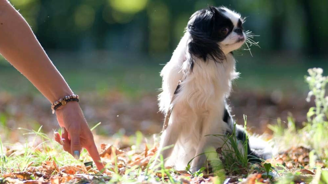 Köpekler Oldukça Basit Bir Komutu Anlamakta veya İşaret Ettiğimiz Bir Nesneye Yönelmekte Neden Bu Kadar Zorlanırlar?